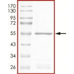 JAK3 (JH2 domain) Protein